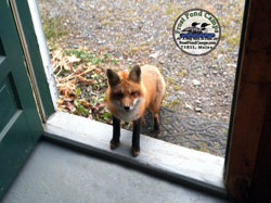 fox 2011