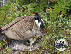 Goose and babies jpg
