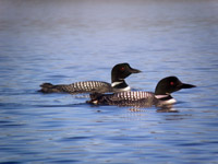 Loons jpg