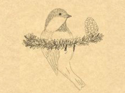 Chickadee jpg