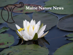 Maine Nature School jpg